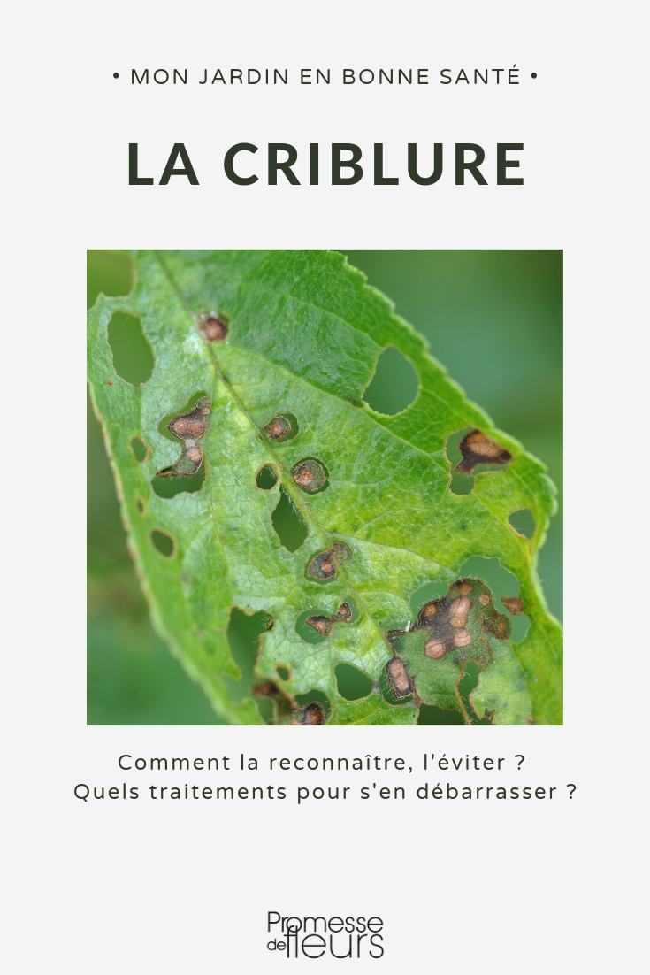 Reconocer la criblura o coryneum, prevenirla y tratarla