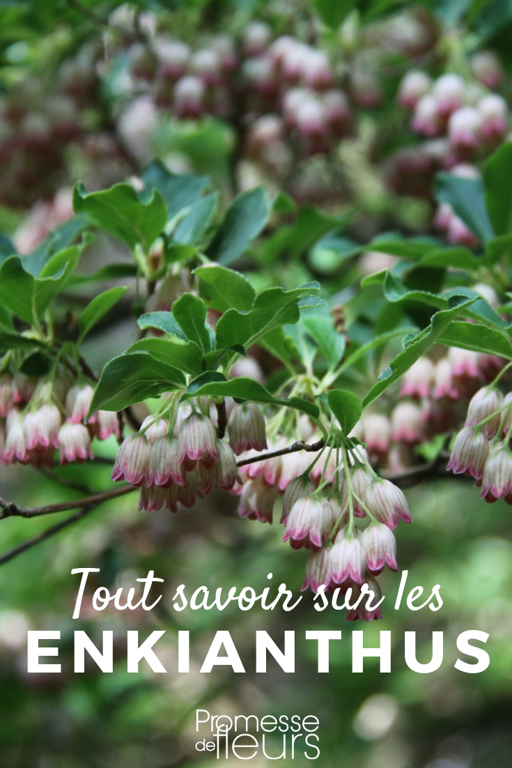 andrómeda campanulada cultivo y cuidado