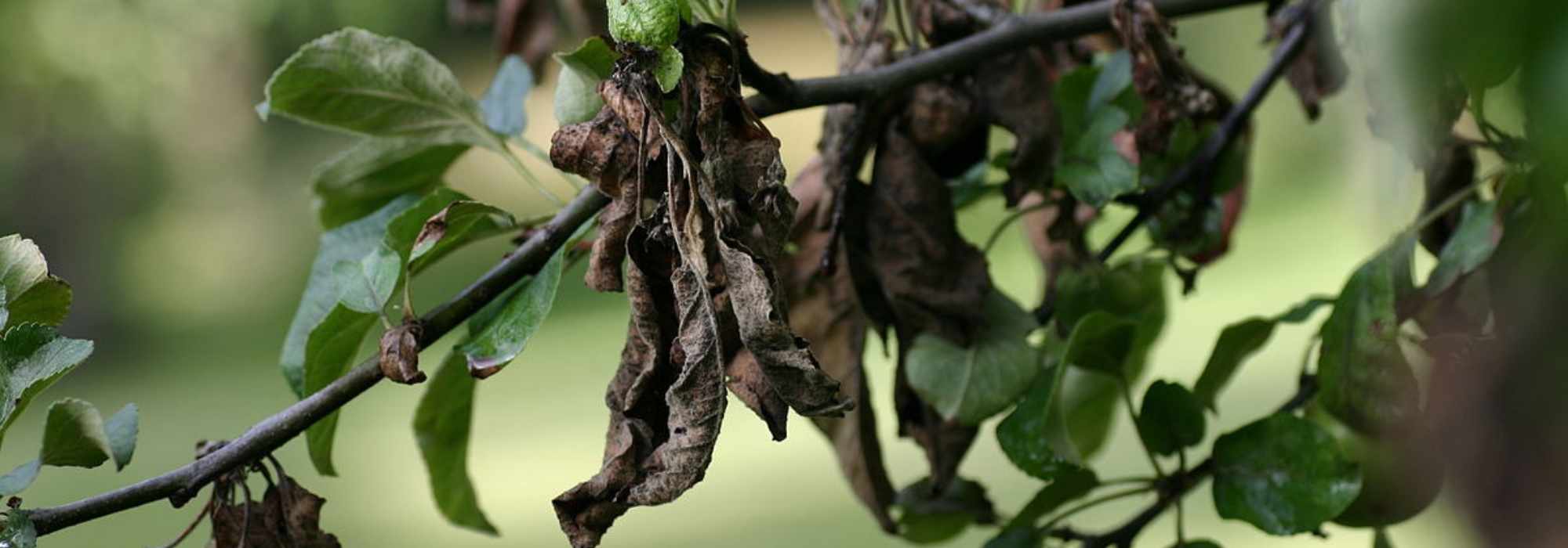 Fuego bacteriano: identificar y combatir esta enfermedad