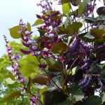 ¡10 flores trepadoras fáciles para una decoración exprés!