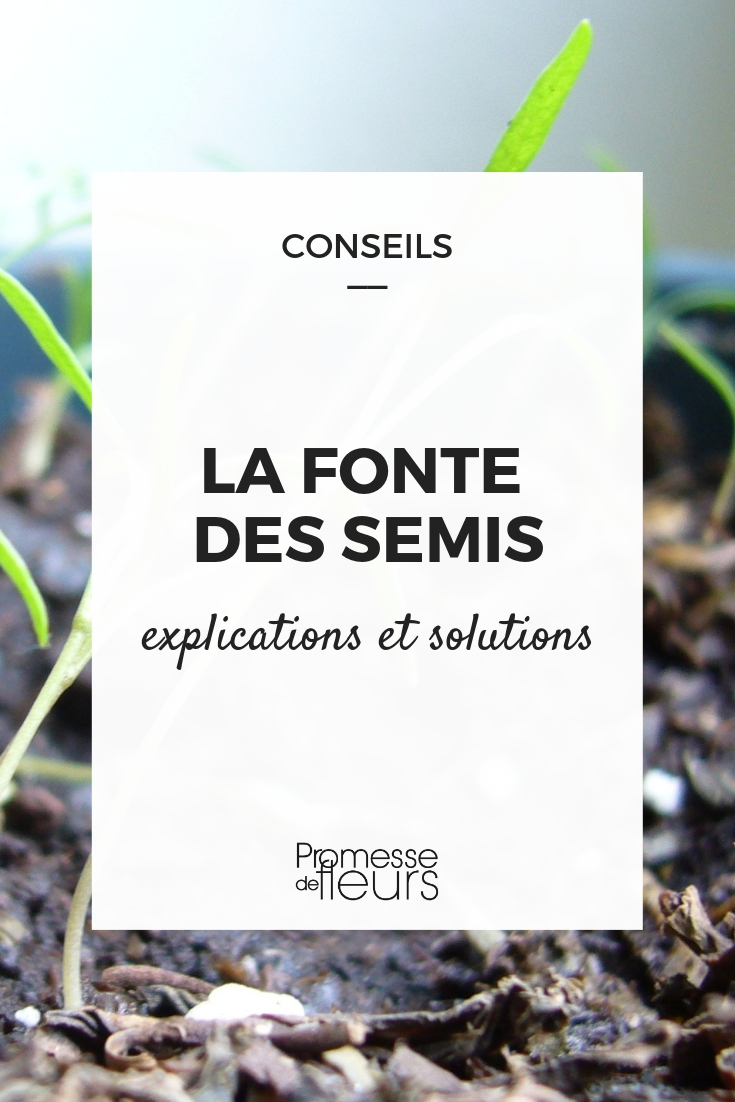 pudrición de las plántulas, ¿cómo evitarla?