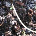 La pudrición de las plántulas: comprender, combatir, prevenir