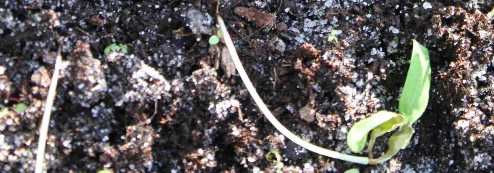 La pudrición de las plántulas: comprender, combatir, prevenir