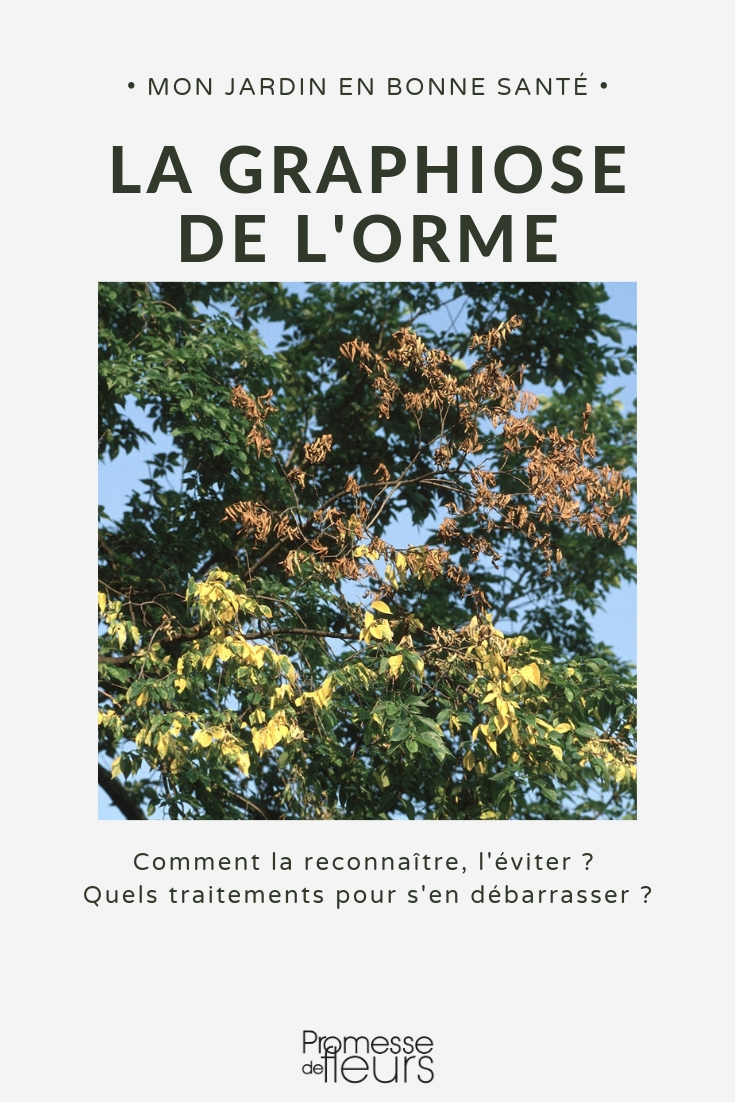 Grafiosis: síntomas, daños, tratamiento