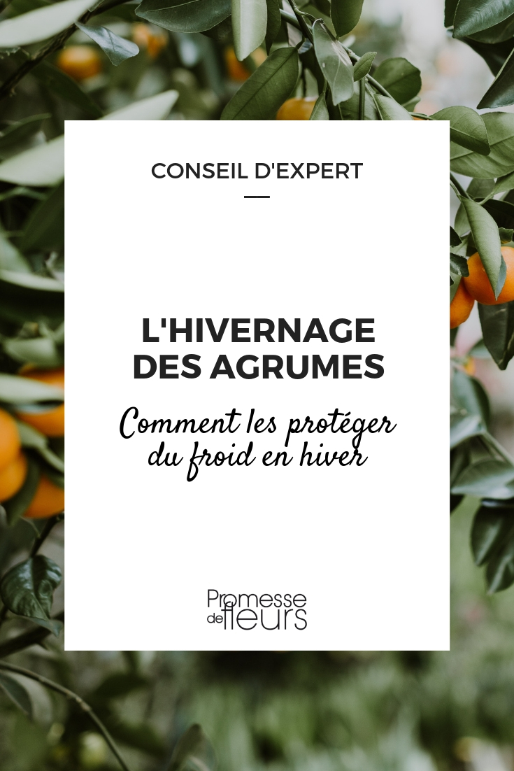 proteger los naranjos y limoneros del frío