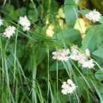 Luzula: plantación, cultivo y cuidado