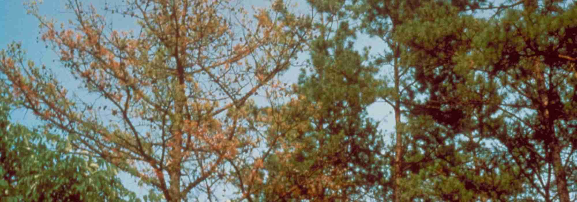 Phytophthora: identificar, prevenir y combatir