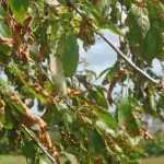 El Coryneum o Cribladura de frutales de hueso