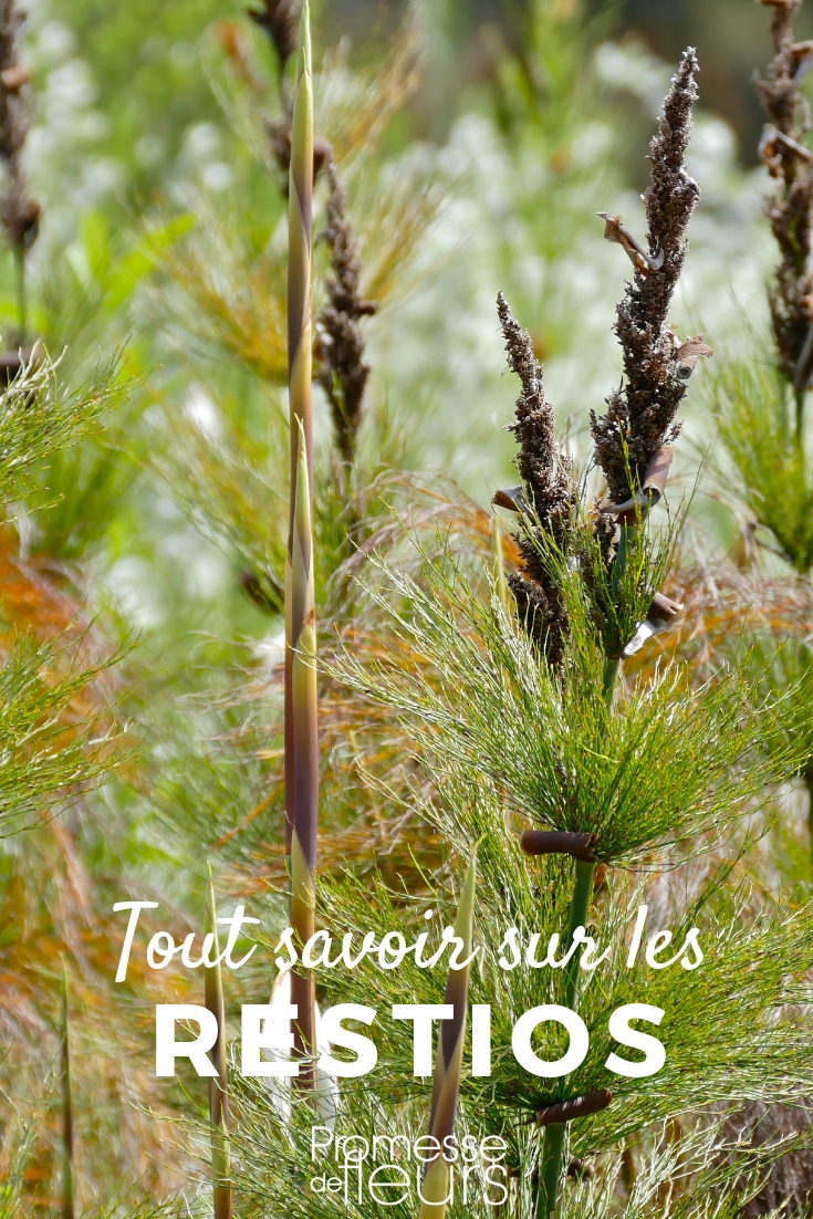 restio plantar cultivar