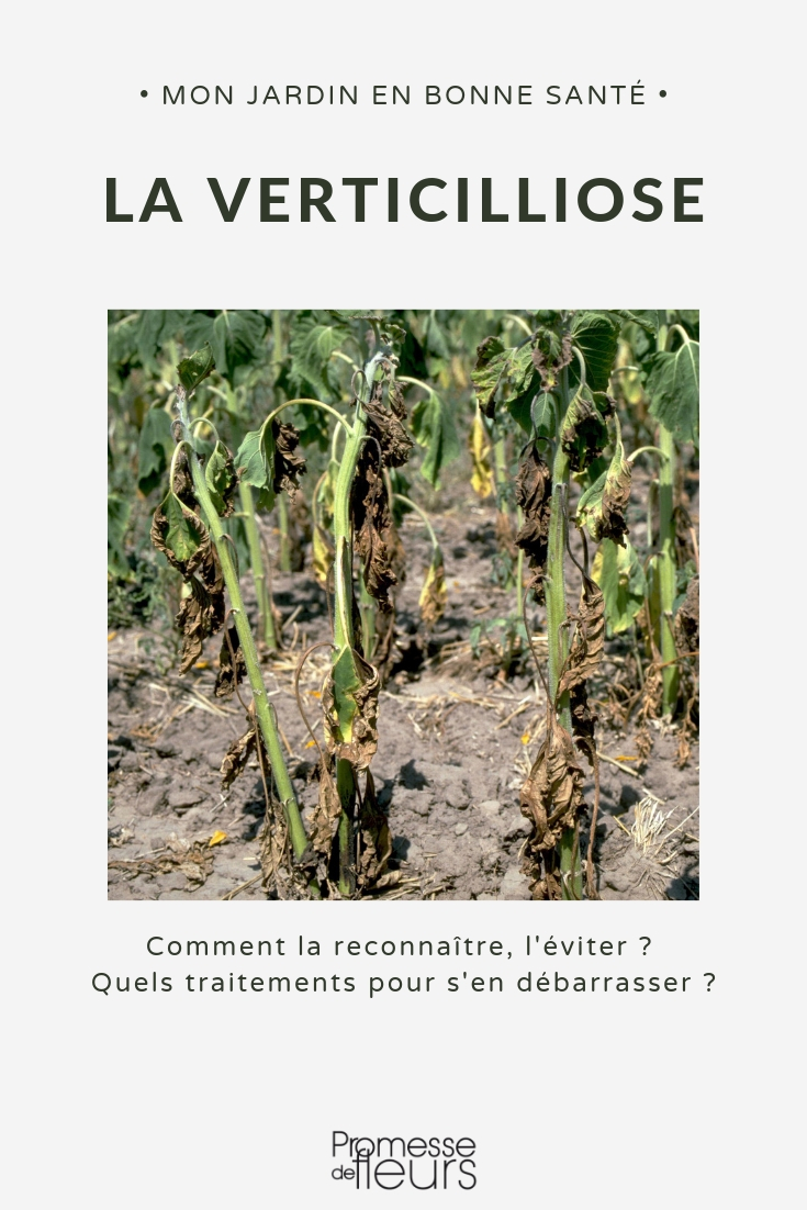 enfermedad del verticillium