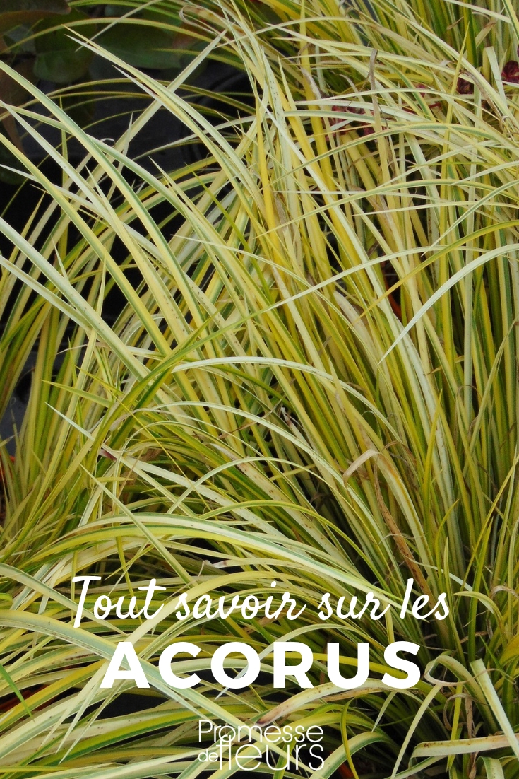 **Acorus: plantar y cultivar**

El Acorus es una planta ornamental muy apreciada por su follaje decorativo y su facilidad de cultivo. Originario de zonas húmedas y pantanosas, este género de plantas perennes es ideal para bordes de estanques, jardines acuáticos o incluso en macetas. A continuación, te ofrecemos algunos consejos para plantar y cultivar el Acorus con éxito.

### **Plantación del Acorus**

1. **Época de plantación**:  
   La mejor época para plantar el Acorus es en primavera u otoño, cuando las temperaturas son más suaves.

2. **Ubicación**:  
   El Acorus prefiere lugares con sombra parcial o luz indirecta. Aunque tolera el sol directo, es importante asegurarse de que el suelo permanezca húmedo.

3. **Suelo**:  
   Esta planta prospera en suelos húmedos, ricos en materia orgánica y bien drenados. Si la cultivas en maceta, utiliza un sustrato específico para plantas acuáticas o humedales.

4. **Plantación en el jardín**:  
   - Cava un hoyo dos veces más grande que el cepellón.  
   - Coloca la planta y rellena con tierra, asegurándote de que las raíces queden bien cubiertas.  
   - Riega abundantemente después de la plantación.

5. **Plantación en maceta**:  
   - Elige una maceta con buen drenaje.  
   - Coloca una capa de grava en el fondo para mejorar el drenaje.  
   - Rellena con sustrato húmedo y planta el Acorus.  

### **Cultivo y cuidados**

1. **Riego**:  
   El Acorus necesita un riego constante para mantener el suelo húmedo. En verano, aumenta la frecuencia de riego, especialmente si está en maceta.

2. **Abonado**:  
   Aplica un fertilizante líquido equilibrado cada 4-6 semanas durante la temporada de crecimiento (primavera y verano).

3. **Poda**:  
   Retira las hojas secas o dañadas para mantener la planta saludable y estimular el crecimiento de nuevos brotes.

4. **Resistencia al frío**:  
   El Acorus es resistente a temperaturas moderadamente bajas, pero en regiones con inviernos muy fríos, es recomendable proteger las raíces con un acolchado.

5. **Multiplicación**:  
   La división de matas es el método más sencillo para propagar el Acorus. Realiza esta operación en primavera, separando cuidadosamente las raíces y replantando los nuevos ejemplares.

### **Consejos adicionales**

- Combina el Acorus con otras plantas acuáticas como los lirios o los juncos para crear un jardín acuático armonioso.  
- Vigila la aparición de plagas como los pulgones y trata con insecticidas naturales si es necesario.  

Con estos sencillos pasos, podrás disfrutar de la belleza del Acorus en tu jardín o terraza. ¡Es una planta versátil y de bajo mantenimiento que aportará un toque exótico a tu espacio verde!