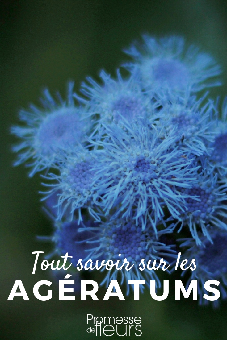 Ageratum houstonianum