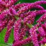 Amaranto, Amaranthus: siembra, plantación, cuidado