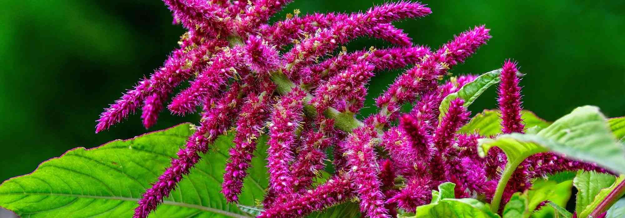 Amaranto, Amaranthus: siembra, plantación, cuidado