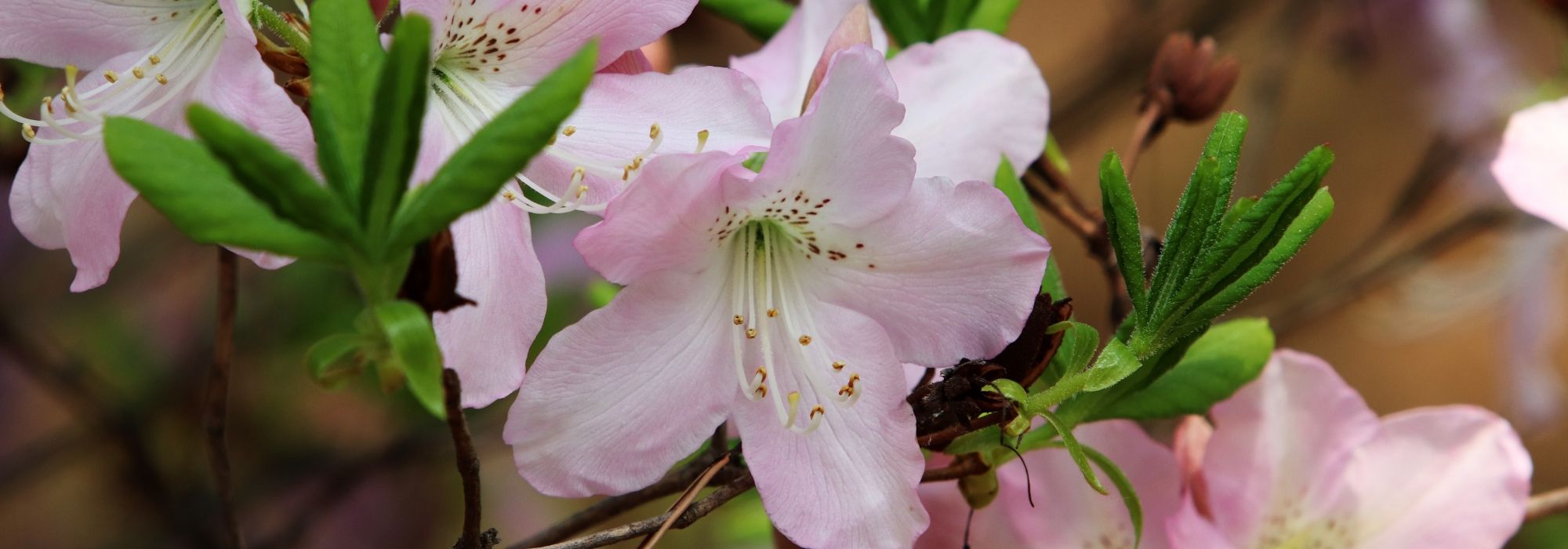 Azaleas: plantación, cultivo, poda y cuidado