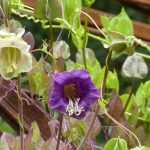 Cobea, Cobaea scandens: siembra, plantación
