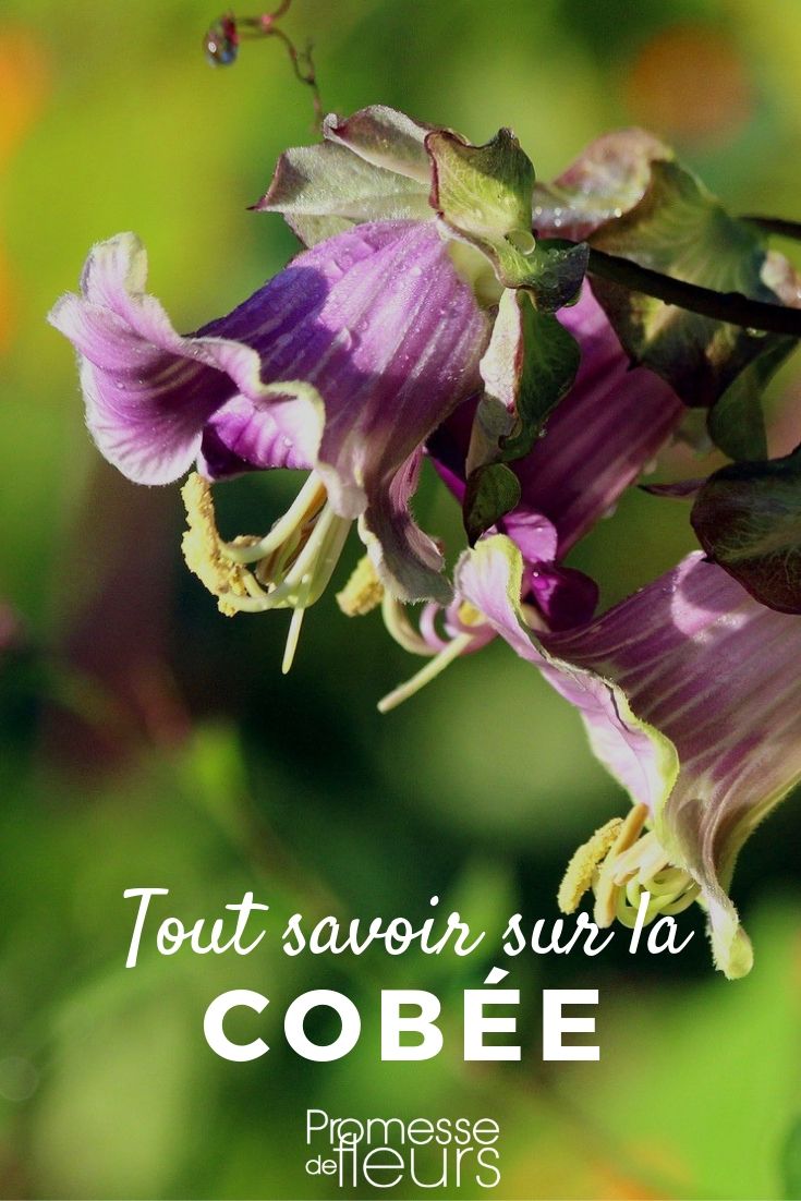 cobaea todo lo que necesitas saber