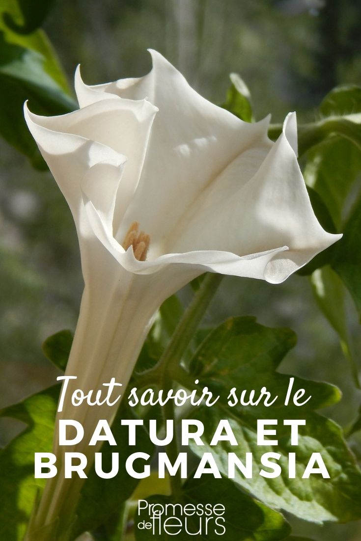 Datura y Brugmansia