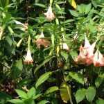 Datura y Brugmansia: sembrar, plantar y cuidar