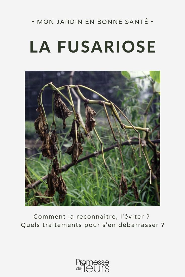 luchar contra la fusariosis