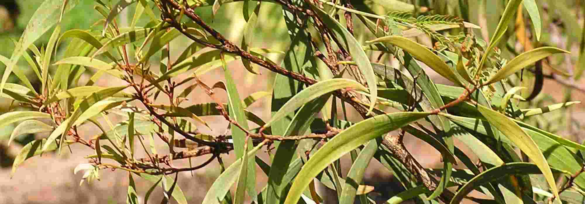 La fusariosis, prevención y tratamiento