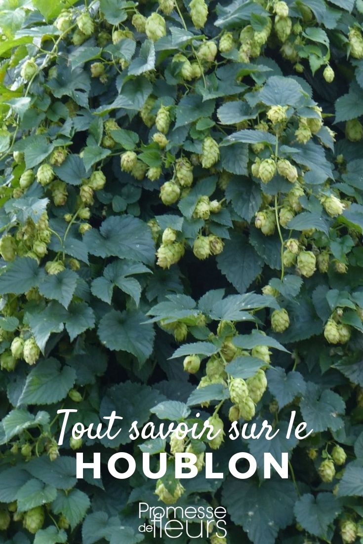 **Humulus lupulus: Todo lo que necesitas saber**

El **Humulus lupulus**, comúnmente conocido como lúpulo, es una planta trepadora perenne que pertenece a la familia Cannabaceae. Es especialmente conocido por su uso en la elaboración de cerveza, donde sus flores femeninas, llamadas conos o estróbilos, se utilizan para aportar amargor, aroma y conservación a esta bebida. Sin embargo, el lúpulo también tiene un lugar destacado en los jardines ornamentales debido a su rápido crecimiento y su follaje decorativo.

### Características principales del Humulus lupulus
- **Crecimiento**: Es una planta trepadora vigorosa que puede alcanzar hasta 6-8 metros de altura en una sola temporada. Se adhiere a soportes mediante tallos enrollados.
- **Hojas**: Sus hojas son palmeadas, de color verde intenso y con bordes dentados, lo que le da un aspecto frondoso y atractivo.
- **Flores**: Las flores femeninas son pequeñas y se agrupan en conos verdes, que son la parte más valorada para la elaboración de cerveza. Las flores masculinas son menos llamativas y no se utilizan en la industria cervecera.
- **Exposición**: Prefiere lugares soleados o parcialmente sombreados.
- **Suelo**: Se adapta bien a suelos fértiles, bien drenados y ligeramente húmedos.

### Usos del Humulus lupulus
1. **En la cerveza**: Es el uso más conocido. Los conos de lúpulo aportan amargor, aroma y ayudan a conservar la cerveza.
2. **En jardinería**: Ideal para cubrir pérgolas, vallas o muros gracias a su rápido crecimiento y su follaje denso.
3. **Propiedades medicinales**: El lúpulo se ha utilizado tradicionalmente por sus propiedades sedantes y relajantes, especialmente en infusiones.

### Cuidados del Humulus lupulus
- **Riego**: Mantén el suelo ligeramente húmedo, especialmente durante los meses más calurosos.
- **Poda**: Es recomendable podar la planta a finales del invierno para controlar su crecimiento y estimular la producción de nuevos brotes.
- **Soporte**: Proporciona un soporte resistente, como una celosía o una pérgola, para que la planta pueda trepar.
- **Plagas y enfermedades**: Es una planta resistente, pero puede ser susceptible a mildiu o ácaros en condiciones de humedad excesiva.

### Curiosidades
- El lúpulo es una planta dioica, lo que significa que hay plantas masculinas y femeninas. Solo las plantas femeninas producen los conos utilizados en la cerveza.
- Además de su uso en la cerveza, el lúpulo se utiliza en la fabricación de algunos productos cosméticos y farmacéuticos.

Si buscas una planta versátil, decorativa y útil, el **Humulus lupulus** es una excelente opción para tu jardín o para explorar sus múltiples usos. ¡Anímate a cultivarlo y disfruta de sus beneficios! ????????