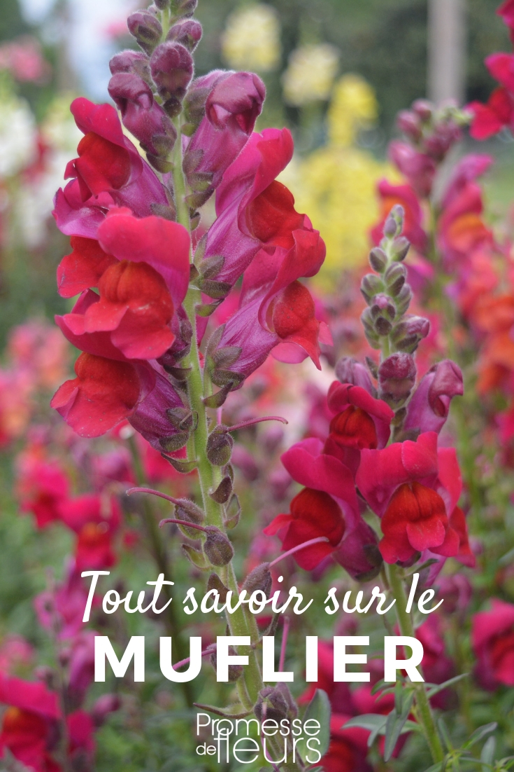 muflier_sembrar y plantar