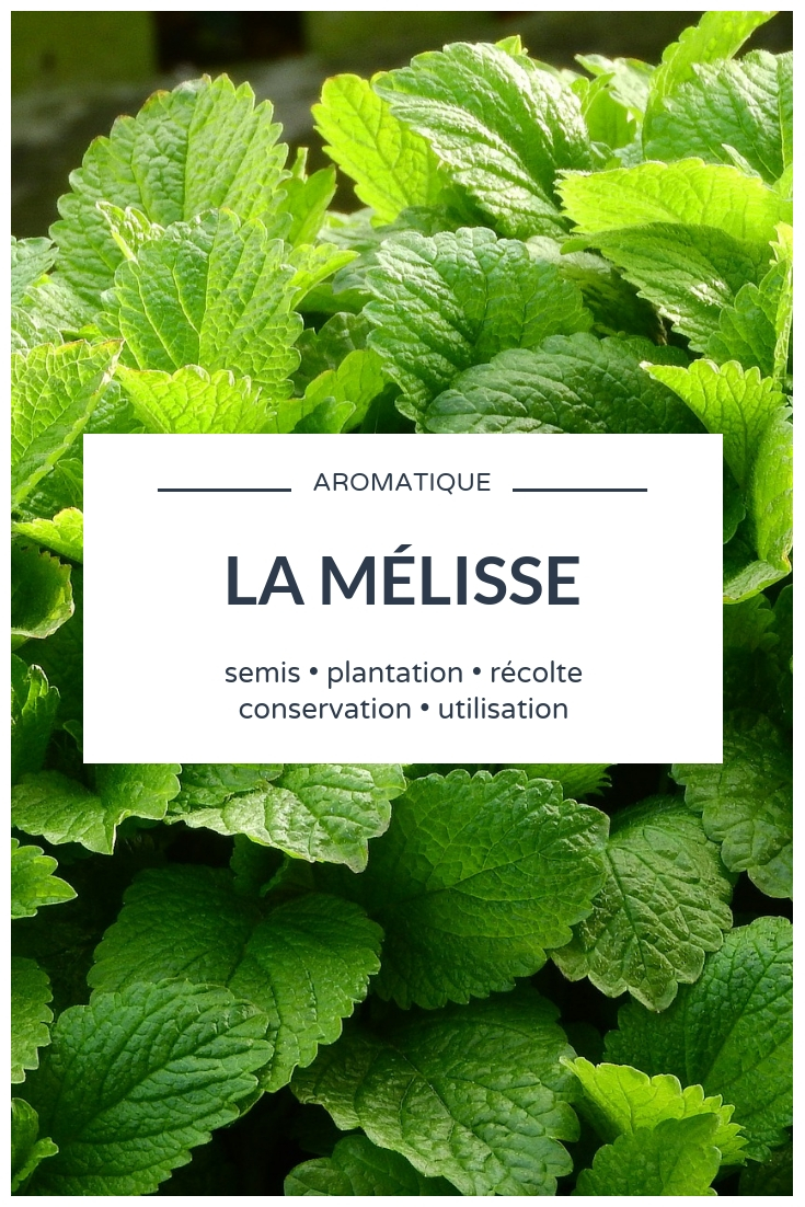 Melisa: nuestros consejos para cultivar esta planta aromática
