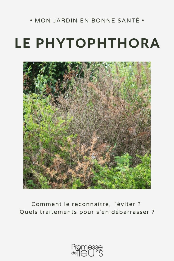 **Phytophthora: una enfermedad devastadora para las plantas**

El **Phytophthora** es un género de microorganismos similares a los hongos que causan enfermedades graves en una amplia variedad de plantas. Esta enfermedad, conocida como **podredumbre de la raíz** o **tizón**, puede afectar tanto a plantas ornamentales como a cultivos agrícolas, provocando daños significativos e incluso la muerte de las plantas si no se controla a tiempo.

### Síntomas comunes
- **Hojas amarillentas o marchitas**: Las hojas pueden volverse amarillas, marchitarse y caer prematuramente.
- **Podredumbre de raíces y tallos**: Las raíces y la base del tallo pueden volverse blandas y oscuras, con un aspecto podrido.
- **Crecimiento atrofiado**: Las plantas afectadas pueden mostrar un crecimiento lento o detenido.
- **Lesiones en la corteza**: En árboles y arbustos, pueden aparecer manchas oscuras o lesiones en la corteza.

### Plantas más afectadas
El **Phytophthora** puede atacar a una amplia gama de plantas, incluyendo:
- **Árboles frutales**: Como manzanos, perales y cítricos.
- **Hortalizas**: Como tomates, pimientos y berenjenas.
- **Plantas ornamentales**: Como rododendros, azaleas y coníferas.

### Prevención y control
1. **Drenaje adecuado**: Evita el encharcamiento del suelo, ya que el exceso de humedad favorece el desarrollo de la enfermedad.
2. **Rotación de cultivos**: No plantes especies susceptibles en el mismo lugar durante varios años.
3. **Uso de variedades resistentes**: Opta por plantas que sean menos propensas a esta enfermedad.
4. **Tratamientos químicos**: En casos graves, se pueden aplicar fungicidas específicos, pero siempre siguiendo las recomendaciones de un especialista.

### Conclusión
El **Phytophthora** es una enfermedad que requiere atención inmediata para evitar la pérdida de plantas. Con un manejo adecuado del suelo, prácticas culturales preventivas y la elección de variedades resistentes, es posible minimizar su impacto en tu jardín o cultivo. ¡No subestimes esta amenaza y actúa a tiempo para proteger tus plantas! ????