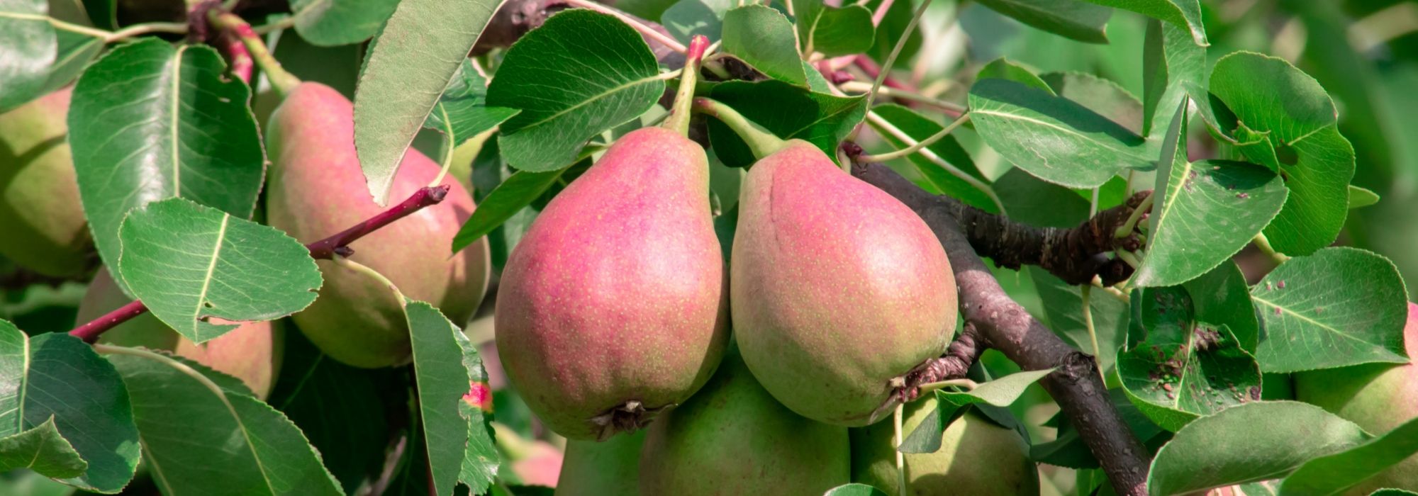 Peral: plantar, podar y mantener