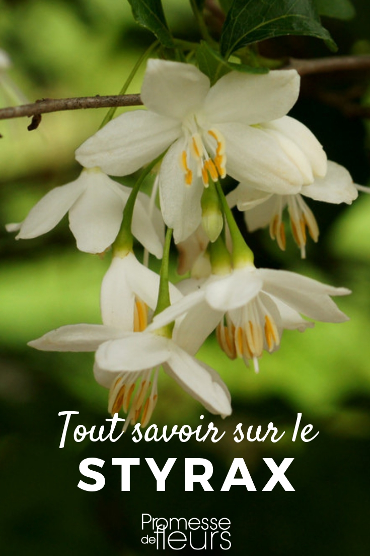 **Aliboufier: plantar y cuidar**

El aliboufier, también conocido como "árbol de Judas" o "Cercis siliquastrum", es un árbol ornamental apreciado por su espectacular floración primaveral. Aquí te ofrecemos algunos consejos para plantarlo y cuidarlo adecuadamente.

**Plantación:**

1. **Época:** El mejor momento para plantar el aliboufier es en otoño o principios de primavera, cuando el suelo está húmedo y las temperaturas son suaves.
2. **Ubicación:** Elige un lugar soleado o con sombra parcial. El aliboufier prefiere suelos bien drenados y ligeramente calcáreos.
3. **Hoyo de plantación:** Cava un hoyo dos veces más ancho que el cepellón y de la misma profundidad. Asegúrate de que el cuello de la raíz quede al nivel del suelo.
4. **Riego:** Después de plantar, riega abundantemente para asentar el suelo alrededor de las raíces.

**Cuidados:**

1. **Riego:** Durante el primer año, riega regularmente, especialmente en períodos de sequía. Una vez establecido, el aliboufier es bastante resistente a la sequía.
2. **Poda:** La poda no es necesaria, pero puedes podar ligeramente después de la floración para mantener la forma del árbol y eliminar ramas muertas o dañadas.
3. **Fertilización:** Aplica un fertilizante equilibrado en primavera para promover un crecimiento saludable y una floración abundante.
4. **Protección:** El aliboufier es generalmente resistente a plagas y enfermedades, pero vigila la presencia de pulgones o cochinillas y trata con insecticida si es necesario.

Siguiendo estos consejos, podrás disfrutar de la belleza del aliboufier en tu jardín durante muchos años. ¡Buena suerte!