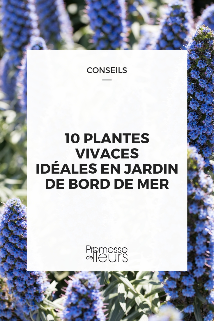 plantas perennes para jardines costeros