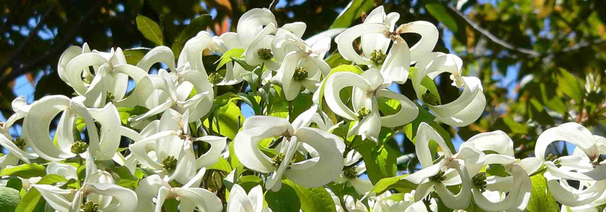 ¡10 arbustos originales que no pasan desapercibidos!