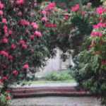 10 arbustos para cultivar en suelo ácido