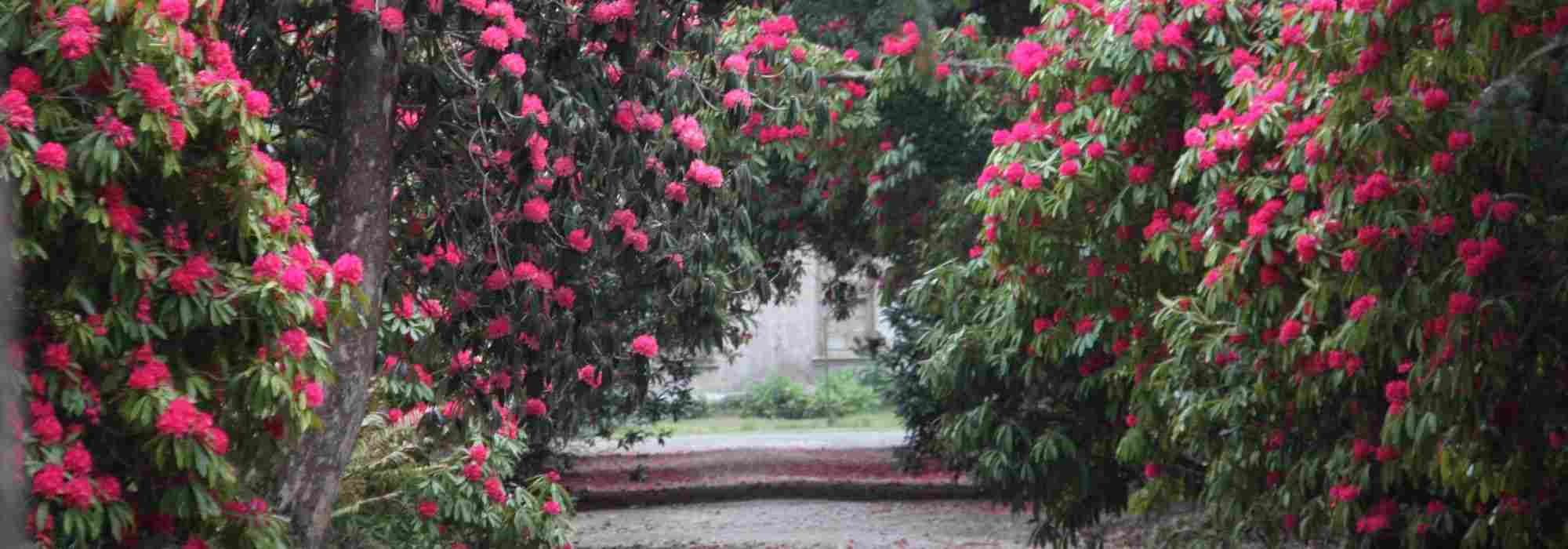 10 arbustos para cultivar en suelo ácido