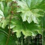 10 plantas perennes y bulbos gráficos para un jardín moderno y original