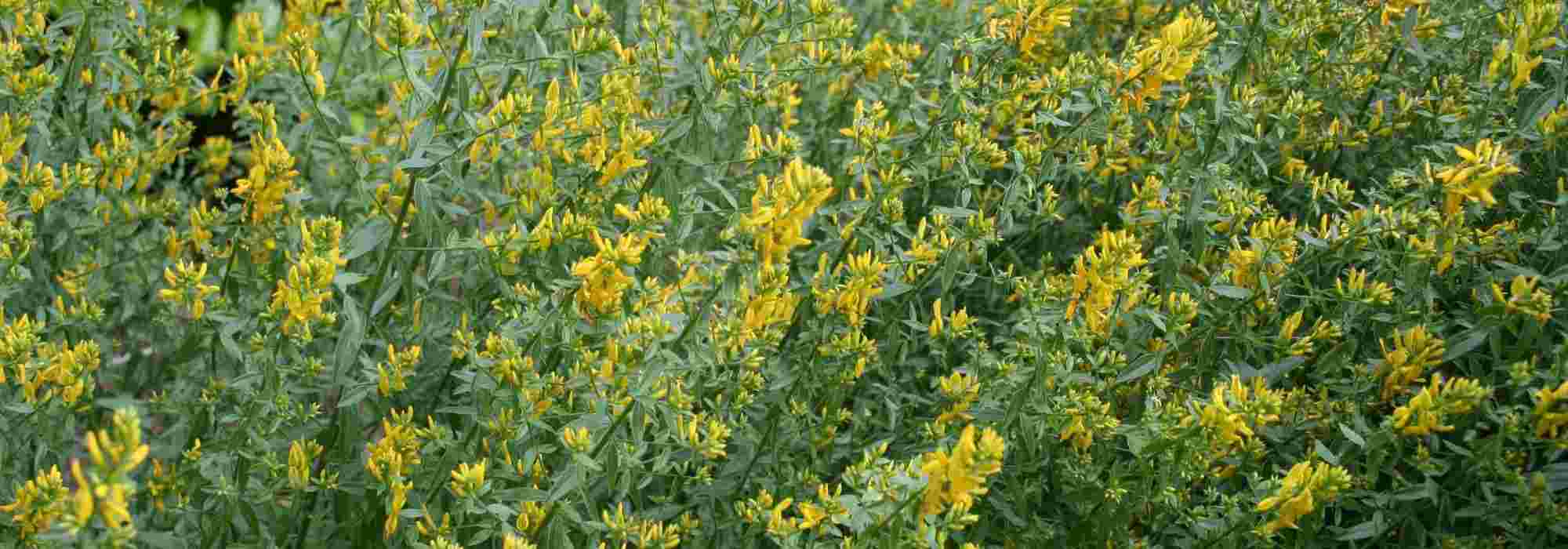 12 plantas tinctorias para tintes vegetales