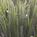 12 plantas perennes gigantes e imponentes