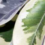 7 arbustos con follaje variegado que debes tener en tu jardín