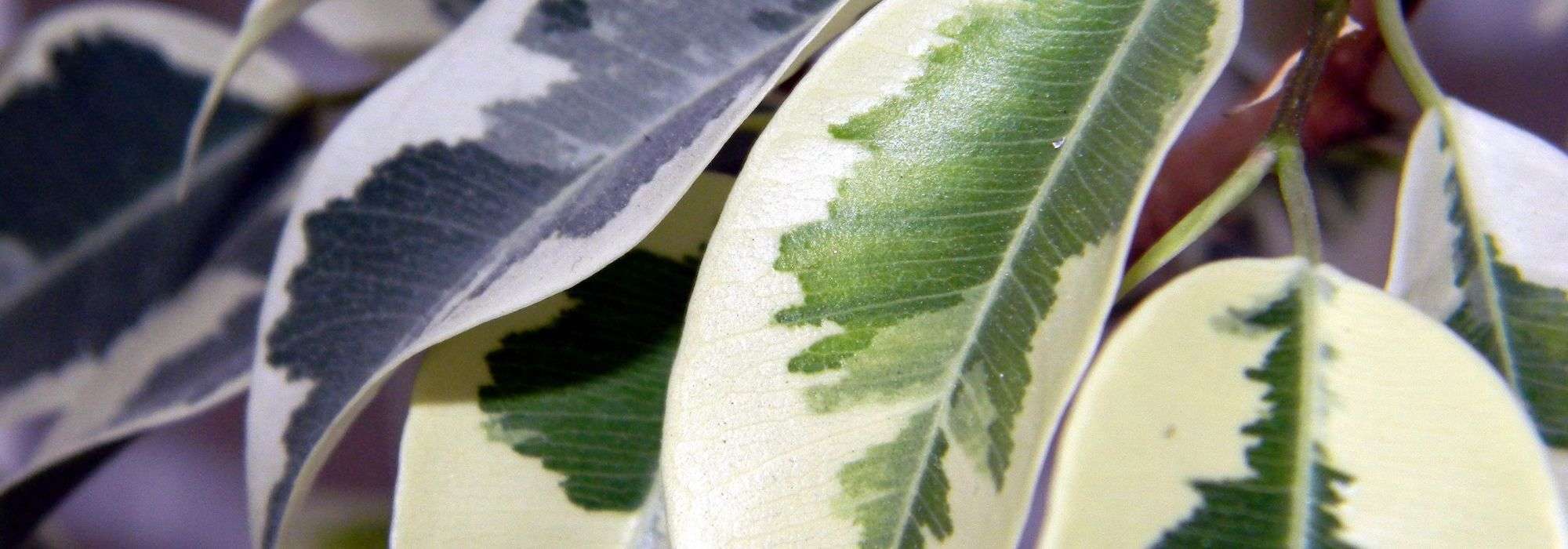 7 arbustos con follaje variegado que debes tener en tu jardín