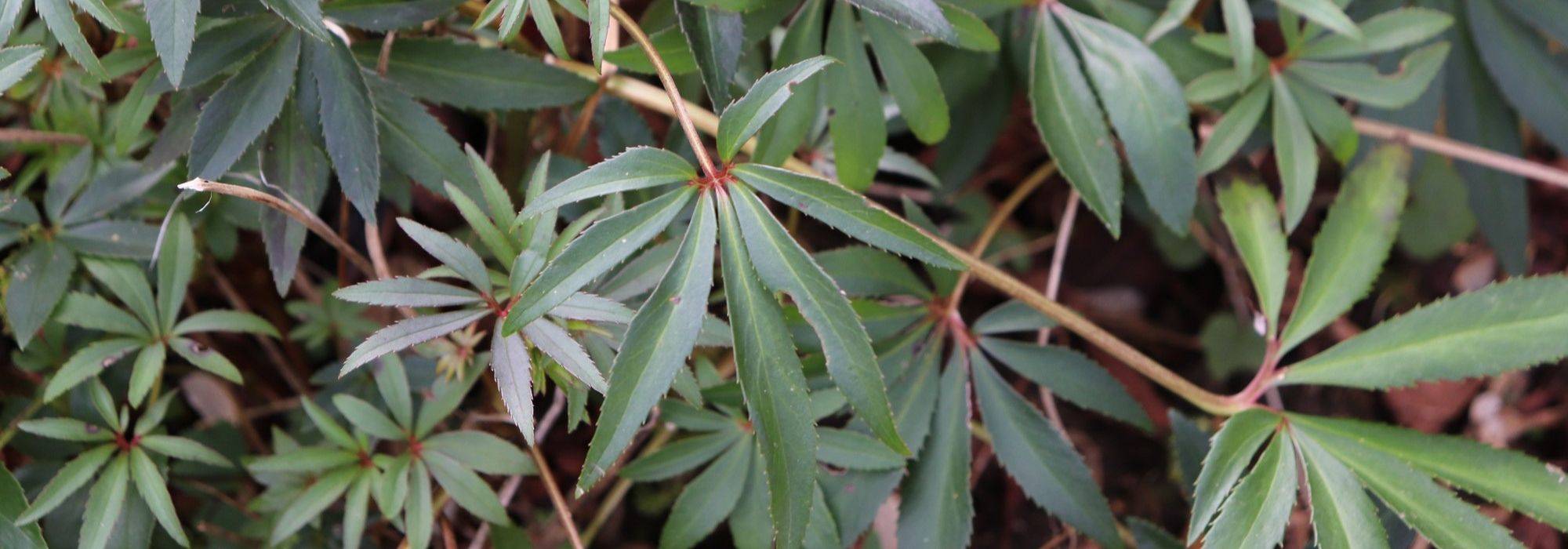 7 plantas vivaces con follaje perenne para jardín