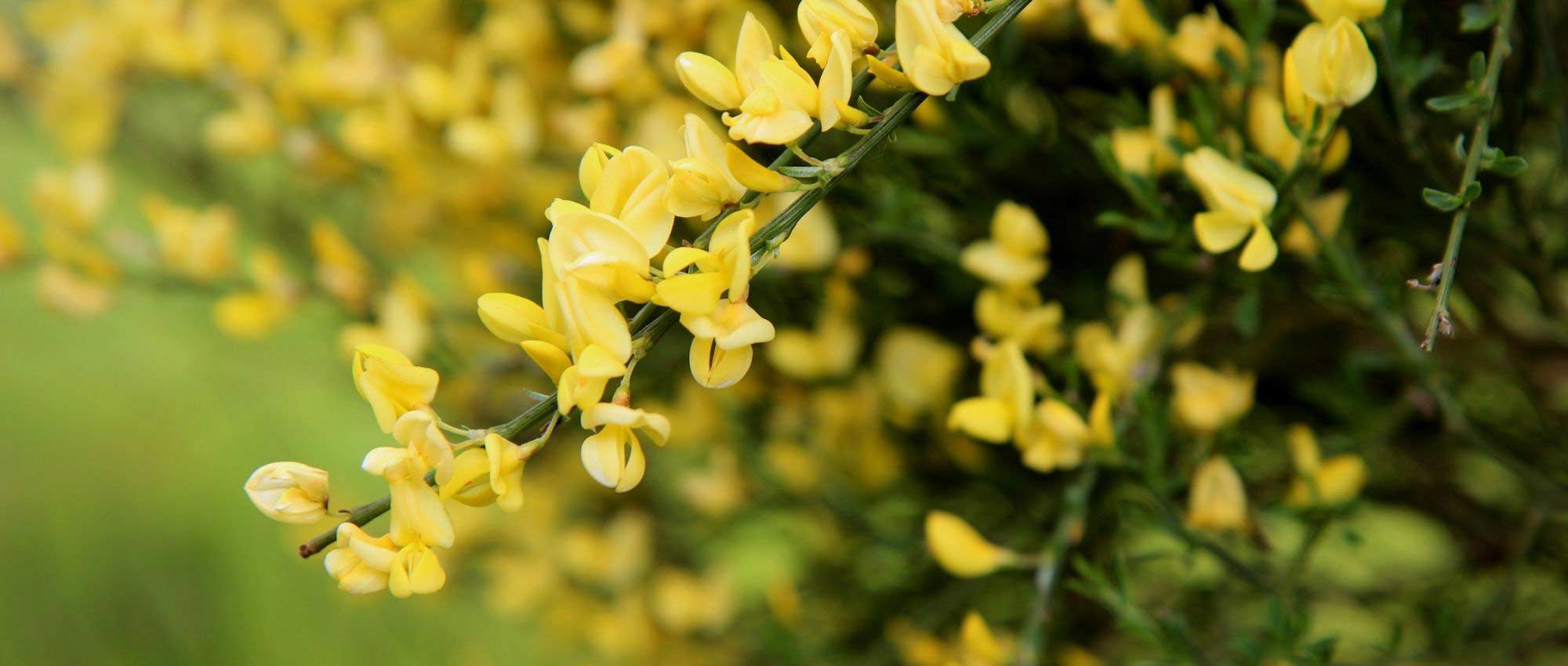 12 arbustos para suelo seco o filtrante