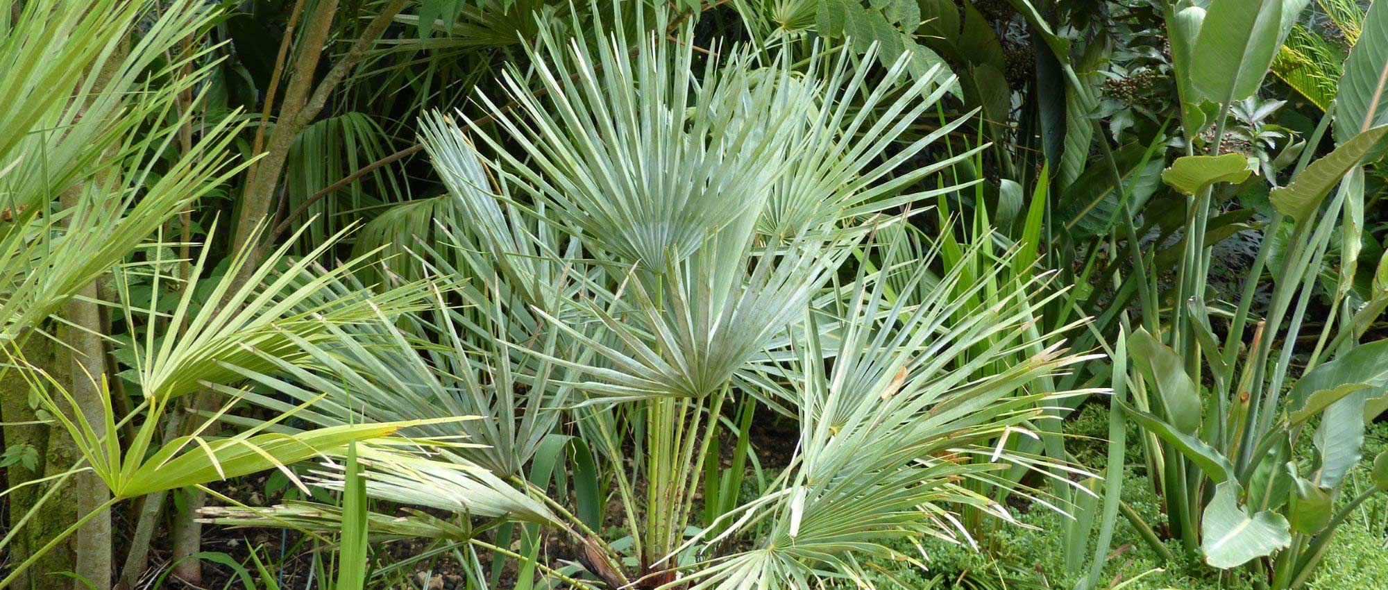 Chamaerops, palmera enana: plantar, cultivar y mantener