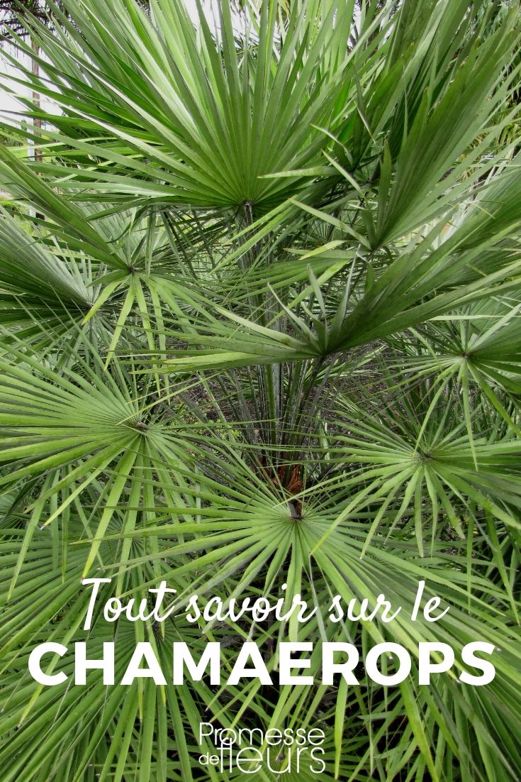 Palmera enana, Chamaerops - consejos de cultivo