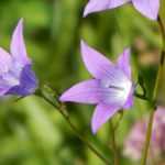 Cultivar en suelo calizo: consejos y plantas adecuadas.