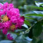 Árbol de Júpiter, lagerstroemia: 6 variedades enanas perfectas para cultivo en maceta