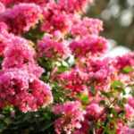 Árbol de Júpiter, Lagerstroemia: ¿qué variedad elegir?