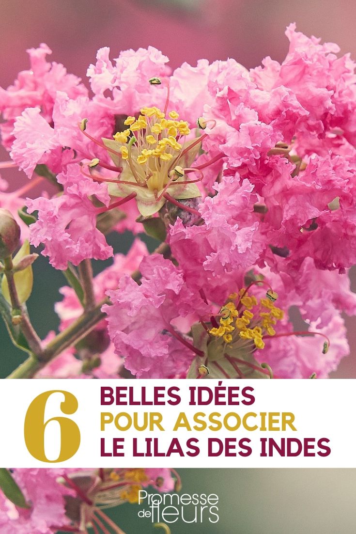 Lagerstroemia: ideas para combinarlo en el jardín