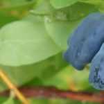 Madreselva azul, Arándano de Siberia: plantación, cultivo, mantenimiento