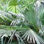 Trachycarpus, Palmito elevado: plantar, cultivar y mantener